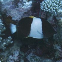 Hemitaurichthys zoster (Bennett, 1831)