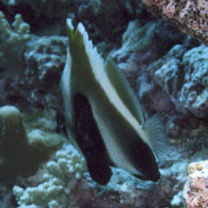 Heniochus pleurotaenia Ahl, 1823