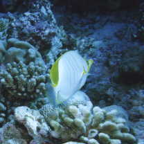 Chaetodon xanthocephalus Bennett, 1832