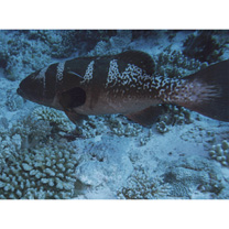 Plectropomus laevis (Lacepede, 1801)