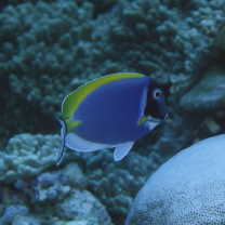 Acanthurus leucosternon Bennett, 1832