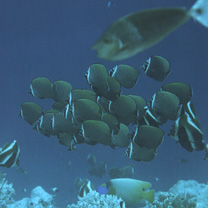 Chaetodon collare Bloch, 1787