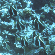 Heniochus pleurotaenia Ahl, 1823