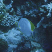 Chaetodon xanthocephalus Bennett, 1832