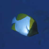 Hemitaurichthys polylepis (Bleeker, 1857)