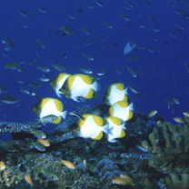 Hemitaurichthys polylepis (Bleeker, 1857)