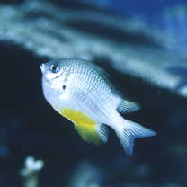 Amblyglyphidodon leucogaster (Bleeker, 1847)