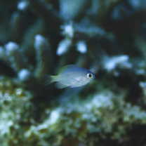 Pomacentrus lepidogenys Fowler et Bean, 1928