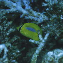 Chaetodon plebeius Cuvier, 1831