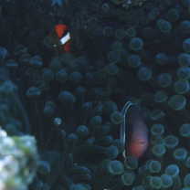 Amphiprion frenatus Brevoort, 1856