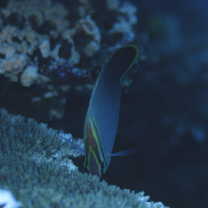 Chaetodon baronessa Cuvier, 1829