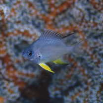 Amblyglyphidodon leucogaster (Bleeker, 1847)