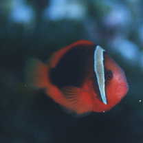 Amphiprion frenatus Brevoort, 1856