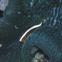 Amphiprion sandaracinos Allen, 1972