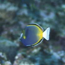 Acanthurus japonicus (Schmidt, 1931)
