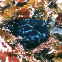 Ecsenius namiyei (Jordan et Evermann, 1902)