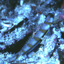 Amblyeleotris morishitai Senou et Aonuma, 2007