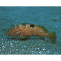 Epinephelus akaara (Temminck et Schlegel, 1842)