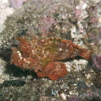 Scorpaenopsis cotticeps Fowler, 1938