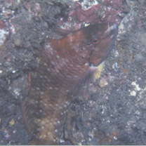 Pseudolabrus eoethinus (Richardson, 1846)