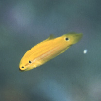 Bodianus bimaculatus Allen, 1973