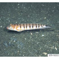 Parapercis multifasciata Doderlein, 1884