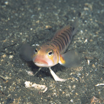Parapercis multifasciata Doderlein, 1884