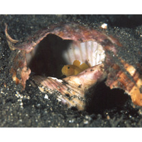 Lubricogobius exiguus Tanaka, 1915