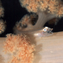 Pleurosicya boldinghi Weber, 1913