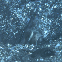 Cryptocentrus shigensis Kuroda, 1956