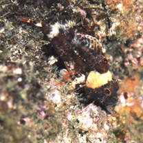 Scorpaenidae sp