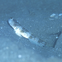 Cryptocentrus shigensis Kuroda, 1956