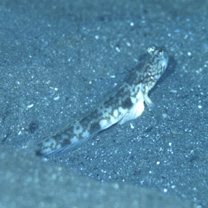 Cryptocentrus shigensis Kuroda, 1956