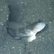 Cryptocentrus shigensis Kuroda, 1956