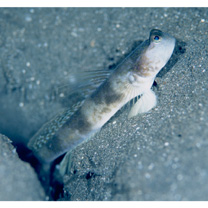 Cryptocentrus shigensis Kuroda, 1956