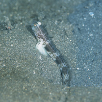 Cryptocentrus shigensis Kuroda, 1956