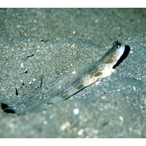 Cryptocentrus shigensis Kuroda, 1956