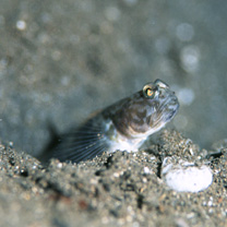 Cryptocentrus shigensis Kuroda, 1956