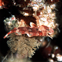 Sebastapistes perplexa Motomura, Aizawa et Endo, 2014