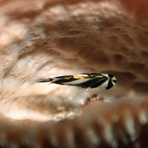 Coradion altivelis McCulloch, 1916