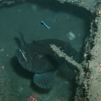 Epinephelus sp