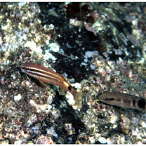 Parupeneus spilurus (Bleeker, 1854)