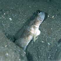 Cryptocentrus shigensis Kuroda, 1956