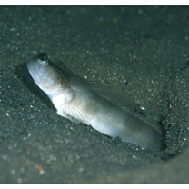 Cryptocentrus shigensis Kuroda, 1956