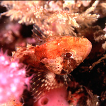 Sebastapistes perplexa Motomura, Aizawa et Endo, 2014