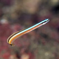 Gunnellichthys curiosus Dawson, 1968