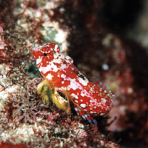 Neosynchiropus moyeri (Zaiser et Fricke, 1985)