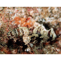 Sebastapistes perplexa Motomura, Aizawa et Endo, 2014