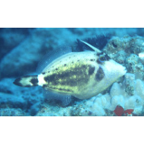 Cantherhines fronticinctus (Gunther, 1867)