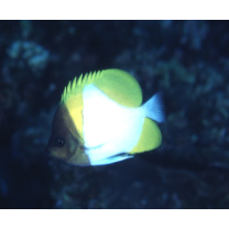 Hemitaurichthys polylepis (Bleeker, 1857)